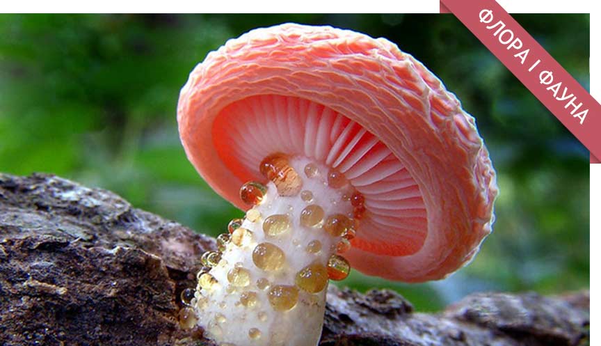 Маловідомі факти про гриби