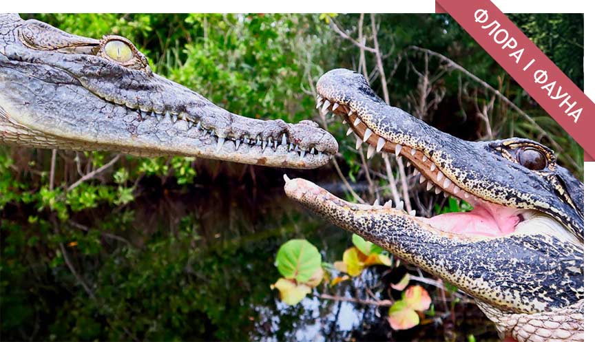 Різниця між крокодилом та алігатором